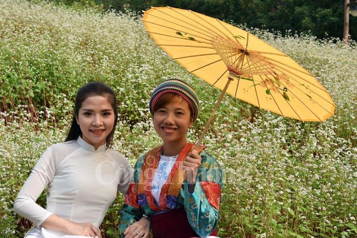 Hoa Tam giác mạch đang nở rộ