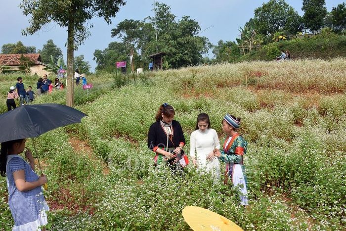Thung lũng hoa Tam giác mạch thu hút rất đông du khách tới chiêm ngưỡng