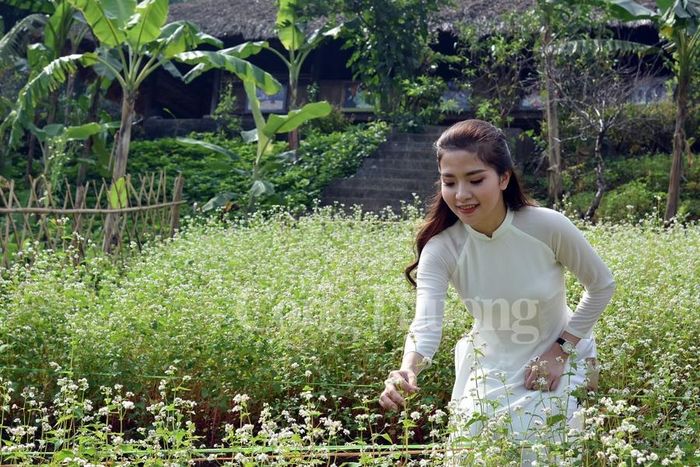Hoa Tam giác mạch hoa nhỏ nhắn, xinh xắn, nhưng cũng tràn đầy sức sống và có sức hấp dẫn kì lạ