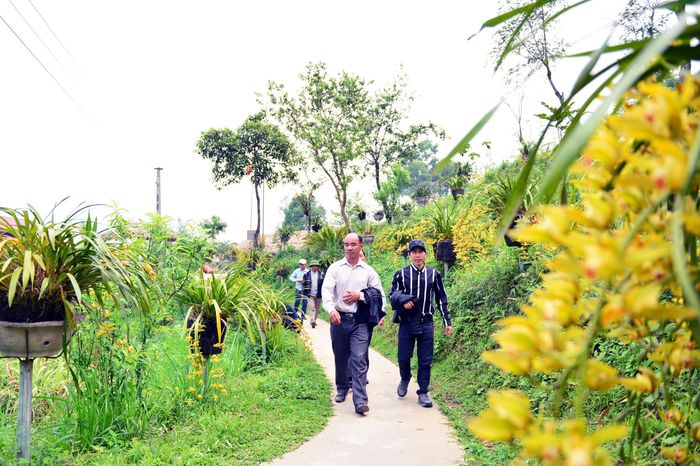  Du khách vào tham quan vườn địa lan với hàng trăm khóm.