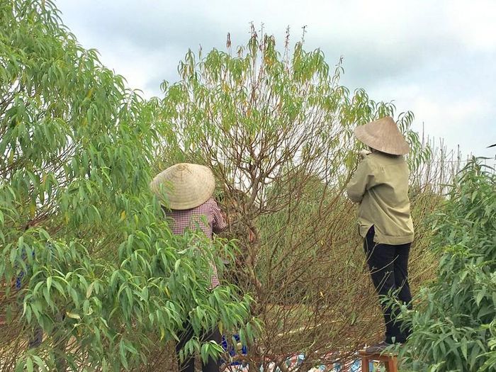  Những nhân công tại vườn đào Hiệp Vụ - một trong những vườn đào to nhất Nhật Tân đang tất bật công cuộc tuốt lá cho hoa đào