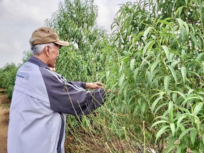  Bác Nguyễn Văn Dần (72 tuổi) – một người làm nghề trồng đào lâu năm ở phường Nhật Tân, đang chăm sóc cho cây đào đẹp nhất của mình để phục vụ cho dịp Tết nguyên đán.