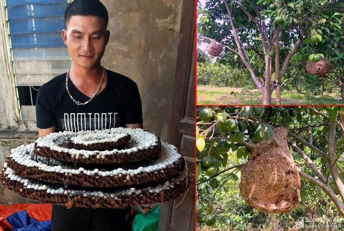 Vườn của anh Hùng có hơn 70 tổ ong vò vẽ. Ảnh: Minh Thái