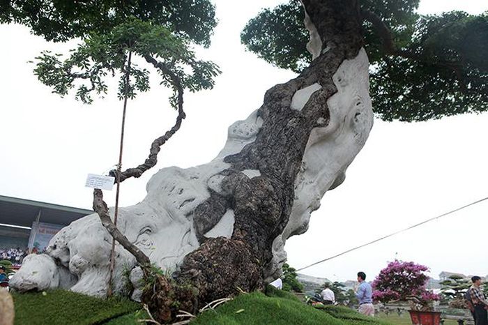 Theo anh Lộc, cây me keo có tuổi đời trên 100 năm, thời gian uốn tạo tác gần 20 năm. Đã có người trả 2,5 tỷ đồng nhưng anh Lộc chưa bán