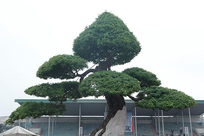 Bông tán tròn trịa