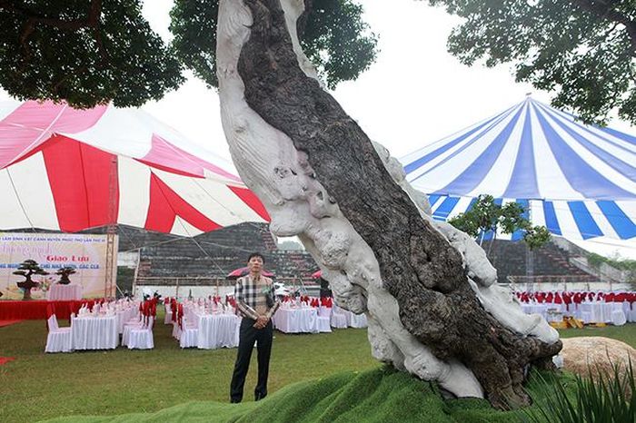 Tác phẩm cao 4m, hoành gốc 300cm