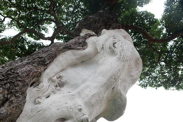 Thân lũa tạo ra những nét sần sùi
