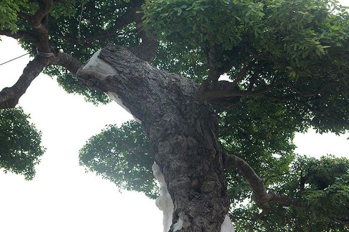 Để vận chuyển cây ra Hà Nội triển lãm, anh Lộc đã phải thuê một xe ô tô tải lớn, chi phí vẩn chuyển lên đến hàng trăm triệu đồng