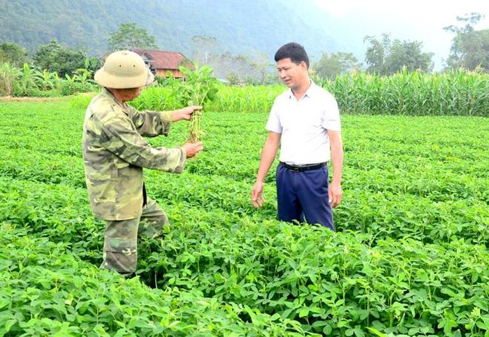 0,3 ha lạc đông của gia đình ông Quan Văn Trường, thôn Bản Chỏn, xã Phúc Sơn (Chiêm Hóa) được trồng bằng phương pháp che phủ nilon hứa hẹn cho thu nhập cao.