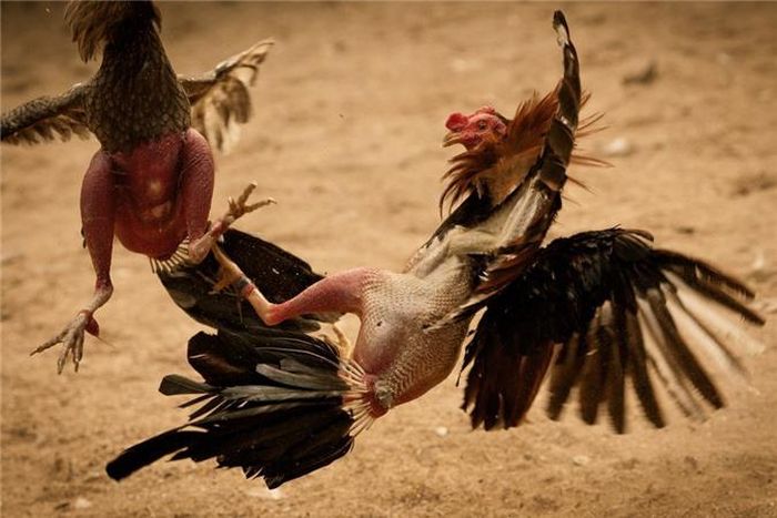  Trong khi trong vòng đá gà, những con gà thường được gắn thêm vuốt kim loại được mài nhọn để tấn công sắc bén hơn.Vào tháng 2/2011, Jose Luis Ochoa, 35 tuổi bị tấn công bởi một trong những con gà chọi hung hăng, ông được chăm sóc y tế ngay lập tức nhưng chết vì vết thương quá nặng của mình ngay sau đó. Nguồn: Lolwot 