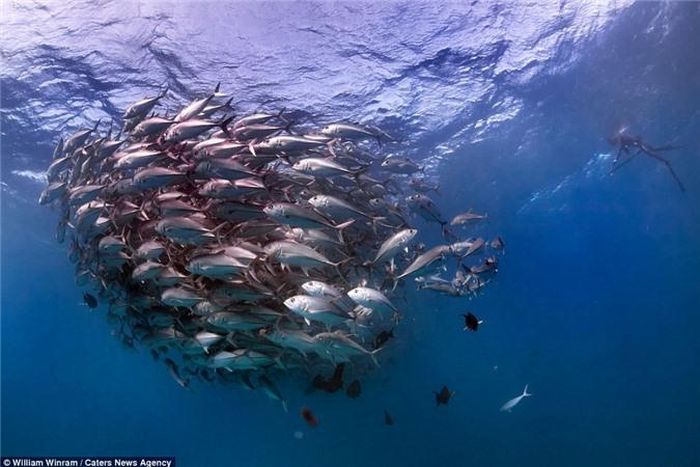 Những con cá nhỏ tập lại tạo thành quả cầu trông rất ấn tượng. (Nguồn: Daily Mail)