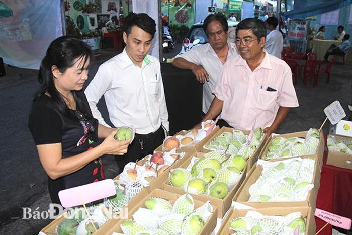 Xoài của Hợp tác xã xoài Suối Lớn (huyện Xuân Lộc) đã thực hiện truy xuất nguồn gốc với mục tiêu tham gia thị trường xuất khẩu. Ảnh:B.Nguyên