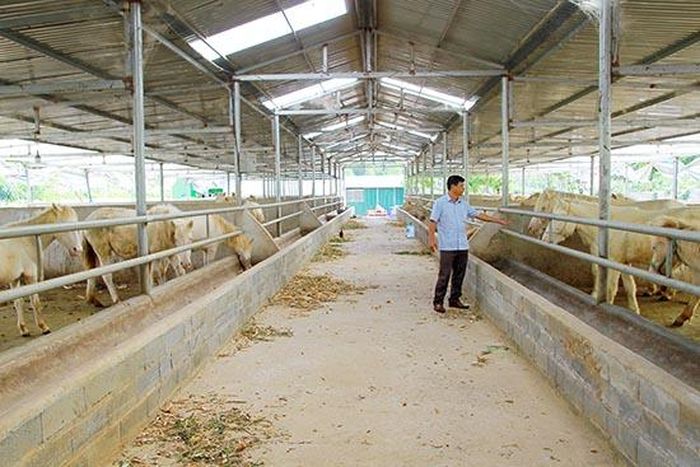 Khu nuôi ngựa bạch của anh Đào Duy Khánh.
