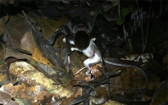 Chúng thậm chí còn ăn cả chuột, rắn