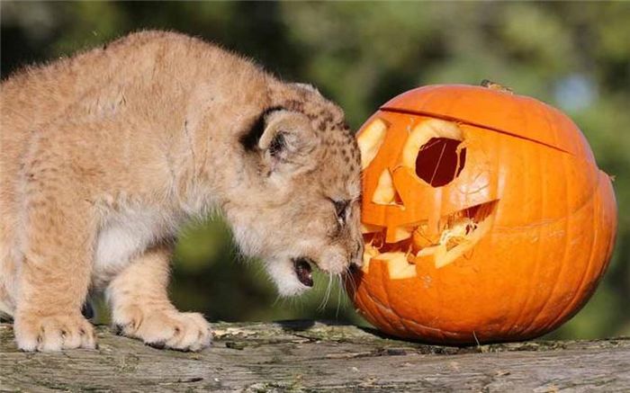 Sư tử con chơi với một quả bí ngô được tặng nhân dịp lễ Halloween trong công viên động vật hoang dã Blair Drummond ở Stirlingshire, Scotland.