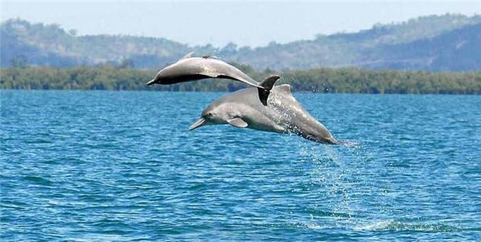 Cá heo lưng gù nhảy lên khỏi mặt nước ở vùng biển ngoài khơi phía bắc Australia.