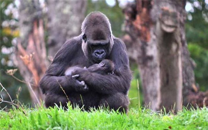 Khỉ đột mẹ bế con trong khu bảo tồn động vật hoang dã ở Gerald Durrell ở Jersey, Anh.