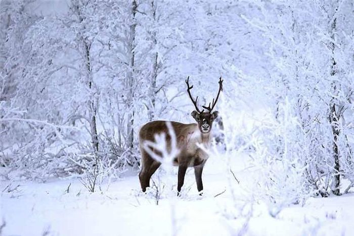 Một con hươu đứng trong khu rừng phủ đầy tuyết trắng ở Lapland, Phần Lan.