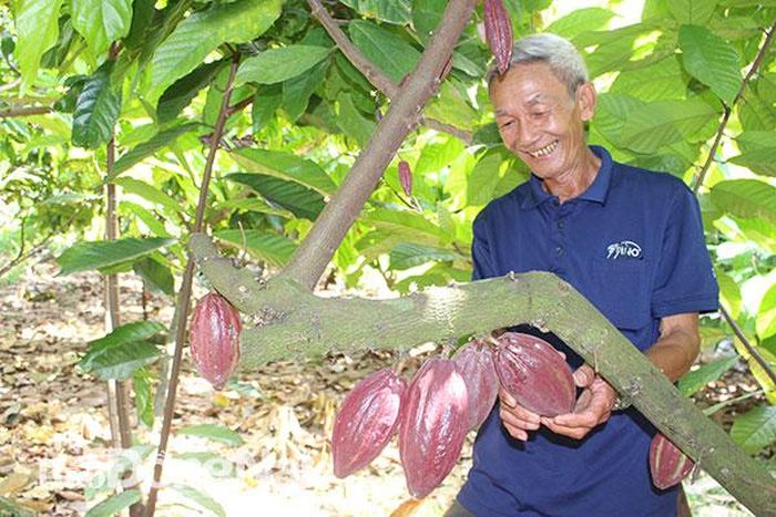 Ông Nguyễn Thanh Lập, Tổ trưởng Tổ hợp tác ca cao Trung Hòa (huyện Trảng Bom) giới thiệu mô hình liên kết giúp nhau làm giàu ở địa phương. Ảnh: B.Mai