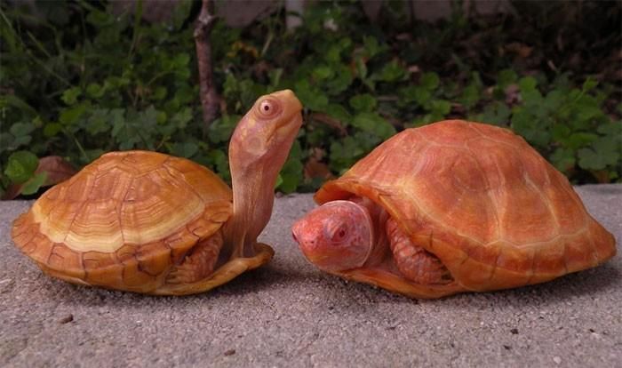 Theo tìm hiểu, có nhiều loài rùa bạch tạng khác nhau. Một số có thể có màu vàng đặc mà không có nhiều vệt, một số lại có phần cổ và bụng màu hồng, đây là những biến thể bạch tạng.
