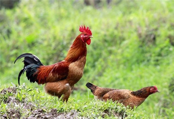 Con gà thánh sẽ giải phóng năng lượng sống khi bị hiến tế cho Thánh thần. Trong buổi lễ, các tín đồ theo đạo Voodoo có thể được "hòa nhập" với thánh thần hay bị Thần Loa sở hữu. 