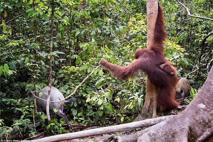  Cuối cùng, con lợn rừng đã phải bỏ đi trước cơn thịnh nộ của bà mẹ đười ươi hung dữ, sẵn sàng làm mọi thứ để có thể bảo vệ con mình. Nguồn: Daily Mail 