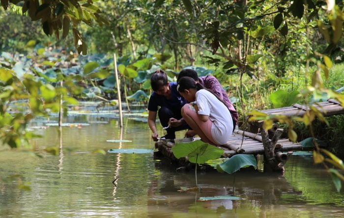 Chủ nhân của đàn cá đặc biệt này cho biết, khoảng 30 năm trước, ông cố của anh mưu sinh bằng nghề đánh bắt cá và chọn những con cá to để bán. Số còn lại, ông thường thả vào mương trong vườn nhà để nuôi.