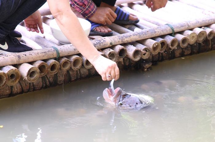 Nhiều người biết chuyện, không ngăn được hiếu kỳ nên kéo đến xem và xin trải nghiệm việc đút cơm cho cá.