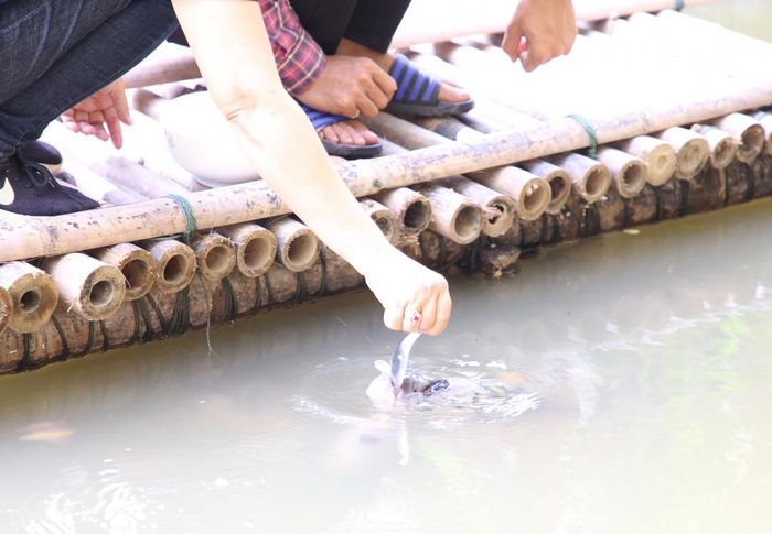 Cứ thế, công việc đút cơm cho cá ăn kéo dài đến nay. Đàn cá thì ngày càng gần gũi với chủ nhân. Mỗi lần anh Chiến cầm muỗng gõ nhẹ vào tô là lập tức đàn cá tụ lại nổi đầu lên, chờ được đút cơm.