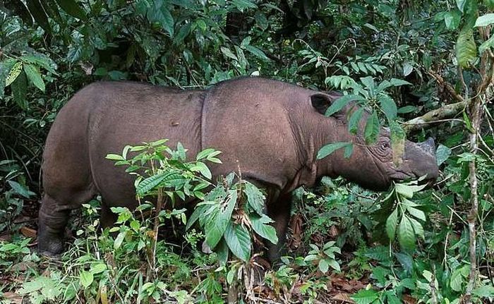 Các nỗ lực phối giống loài tê giác Sumatra đều không thành công. Ảnh: Reuters.