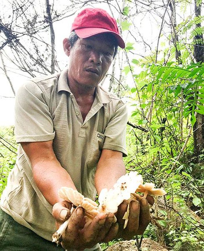  Theo ông Tùng, mỗi năm nấm mối chỉ xuất hiện vài đợt, với thời gian rất ngắn. 