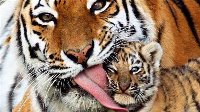 Mèo có khả năng liếm sạch toàn bộ cơ thể của nó chỉ bằng cách liếm láp nhưng hổ còn có khả năng độc đáo hơn, chúng có thể khử trùng những vết thương nhỏ của mình bằng cách liếm vết thương. Nguồn: Lolwot