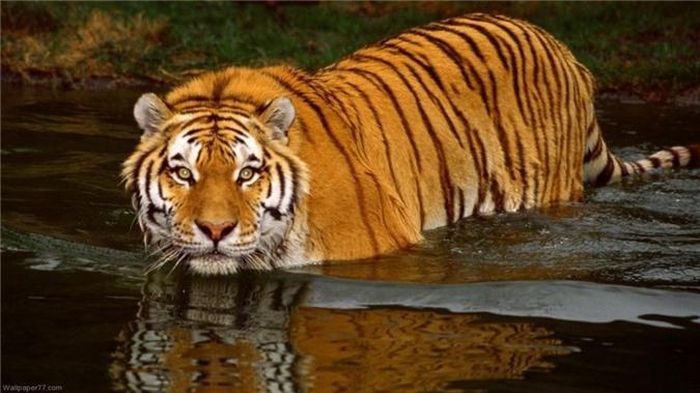 Hầu hết những động vật thuộc họ mèo lớn và họ mèo đều rất ghét nước, trừ loài hổ. Chúng có thể thoải mái bơi trong nước, những con hổ con khi ra đời cũng sẽ sớm được học bơi, tắm táp sạch sẽ cùng với mẹ của mình. Nguồn: Lolwot