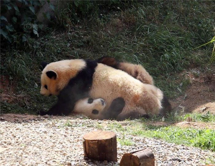  Trận ẩu đả của gấu trúc khổng lồ đã thu hút rất đông sự chú ý của du khách, nhiều người không kiềm chế được phấn khích cổ vũ. Nguồn: Sina 