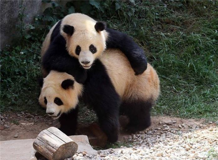 Cảnh tượng gấu trúc khổng lồ ẩu đả trong thực tế rất hiếm khi xảy ra, chúng thường gây ấn tượng đáng yêu, lười biếng, không ăn thì ngủ, không ngủ thì trèo cây, chơi đùa, tắm táp, không mấy khi khách du lịch được chứng kiến chúng có hiềm khích và động chân động tay với nhau. Nguồn: Sina 