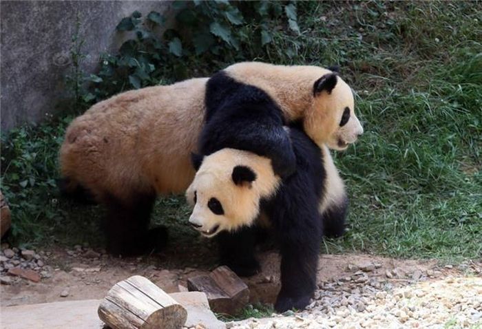  Không rõ nguyên nhân khiến gấu trúc kịch chiến, trận chiến diễn ra khá dữ dội, chúng đánh nhau từ khu vực thảm cỏ đến khu vực sỏi cát, đẩy nhau lăn từ trên dốc xuống khiến những phần lông trắng nhuốm màu bụi đỏ. Nguồn: Sina 