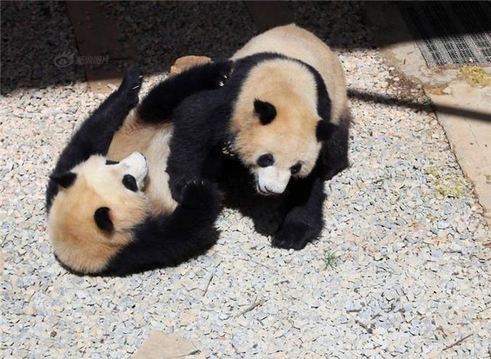  Có lẽ do cùng đàn, biết hết những ngón đòn của nhau, trận chiến diễn ra cân sức cân tài, không bên nào chiếm được ưu thế. Nguồn: Sina 