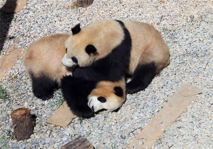  Mặc dù ra tay không từ thủ đoạn nhưng gấu trúc vẫn biết phân biệt nặng nhẹ, không gây ra thương tích đáng kể cho đồng loại của mình. Nguồn: Sina 