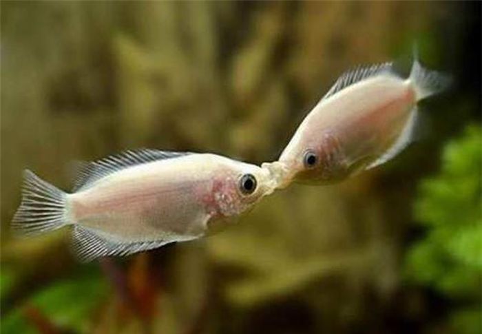  Màn khóa môi của loài cá khiến cho chúng ta phải “mắt tròn, mắt dẹt” chiêm ngưỡng. 