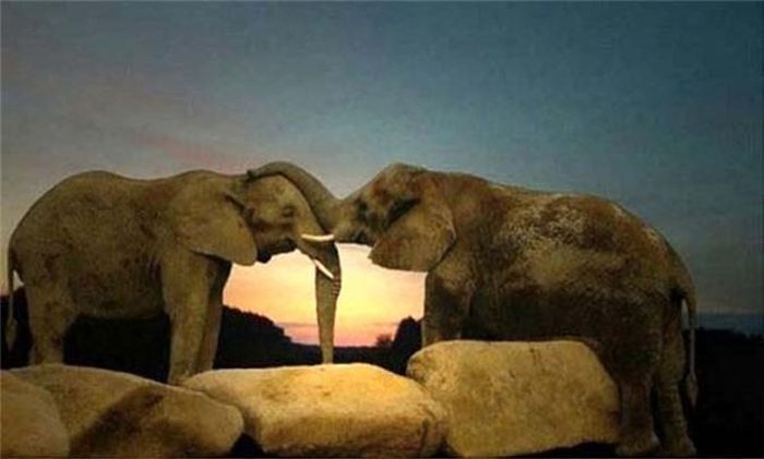  Chú voi hôn “bạn đời” đầy ngọt ngào, âu yếm. 