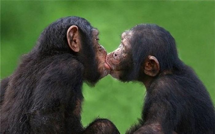  Tinh tinh và nhiều loài linh trưởng khác cũng tham gia vào hành vi hôn tương tự như con người. 