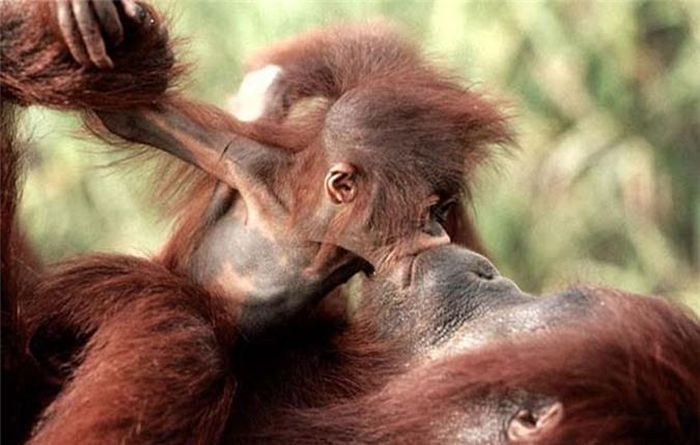  Nụ hôn mãnh liệt, tràn đầy đam mê, tình mẫu tử giữa khỉ mẹ và con. 