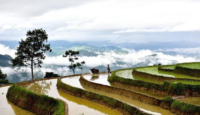 Tác phẩm “Đường bừa trên mây” của tác giả Quang Hòa.