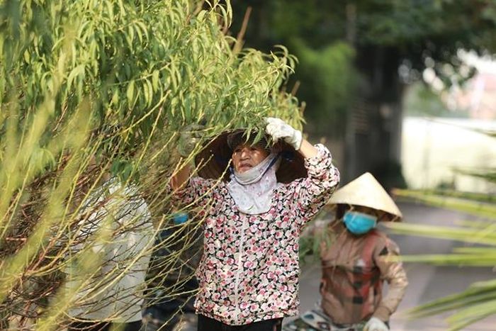 Một chủ vườn cho biết các cây đào ở đây chủ yếu phục vụ nhu cầu thuê của khách hàng là chính. 