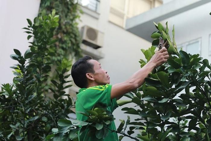 Anh Hoàng chủ một vườn bưởi cho biết "Việc chăm sóc bưởi để cho chúng ra hoa kết quả như ý muốn rất khó. Chủ yếu nguyên nhân là do thay đổi khí hậu, môi trường khiến việc chăm sóc cây gặp nhiều khó khăn. Dù khó nhưng chúng tôi vẫn cố gắng chăm sóc cây thật tốt đúng ý muốn để các cây bưởi có thể phục vụ khách hàng trong thời gian từ giờ đến hết Tết".