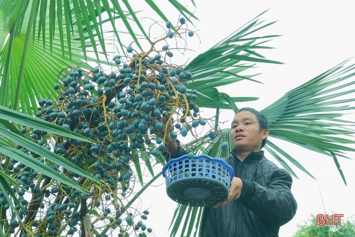 Cọ là món quà quê đã gắn bó với nhiều người dân Thạch Sơn từ ngày còn nhỏ nên dẫu bây giờ cuộc sống hiện tại đã có nhiều điều mới mẻ nhưng quả cọ vẫn được mọi người nâng niu như một “sản vật” mỗi độ đông về.
