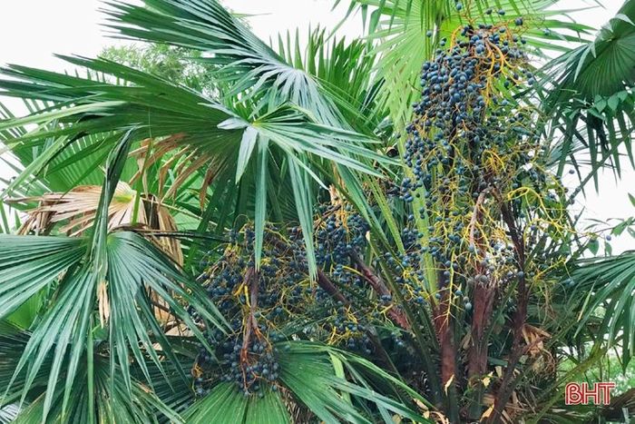 Tại xã Thạch Sơn (huyện Thạch Hà), nhiều gia đình vẫn còn lưu giữ được hàng chục cây cọ trong vườn. Vào quãng giữa tháng 7 (âm lịch) hàng năm là những cây cọ bắt đầu ra hoa, kết trái. Đến cuối tháng 10, đầu tháng 11 (âm lịch) là những trái cọ bắt đầu chín, màu vỏ ngả màu xanh da trời rồi chuyển sang xanh đậm.