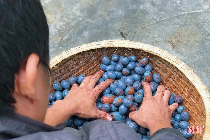 Cọ sau khi hái, sẽ được đưa vào chiếc rổ lớn rồi dùng tay xát mạnh và liên tục để làm sạch lớp vỏ. “Quả cọ ăn sống có vị chát, nhưng khi qua chế biến, những món ăn từ cọ lại có thêm vị ngọt bùi, béo ngậy. Những quả cọ ngon nhất là những quả được lấy từ cây cọ chưa bao giờ bị chặt lá. Vì quả cọ mọc từ những cây đã bị chặt lá thường còi cọc, hạt to, vị chát, mất mùi vị đặc trưng của cọ”- anh Nguyễn Tiến Hoàng chia sẻ.