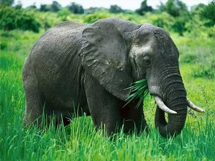 Người ta tin rằng voi là loài động vật hiền lành, không gây hại cho con người. Nhưng thực tế, khoảng 500 người chết vì voi mỗi năm. Với trọng lượng cơ thể lên tới 16 tấn, voi rừng châu Phi đứng số một trong bản danh sách những loài voi giết người nhiều nhất.
