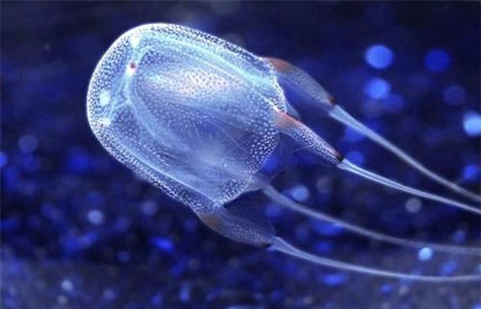 Sứa hộp là loài sinh vật biển có độc tố mạnh nhất mà con người từng biết. Nọc độc của chúng tấn công hệ thần kinh, tim mạch và tế bào da. Mỗi con sứa hộp có khoảng 60 xúc tu. Nọc độc ở mỗi xúc tu đủ lớn để giết 50 người. Theo lý thuyết, một con sứa độc có khả năng giết chết 3.000 người.